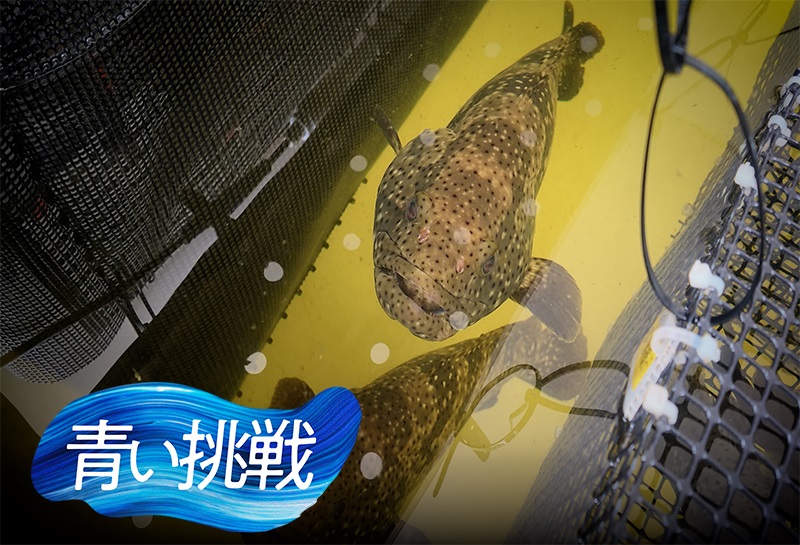海洋環境の保全と新たな産業の創出へ 琉球大学と〈みずほ〉が探るブルーエコノミーの可能性