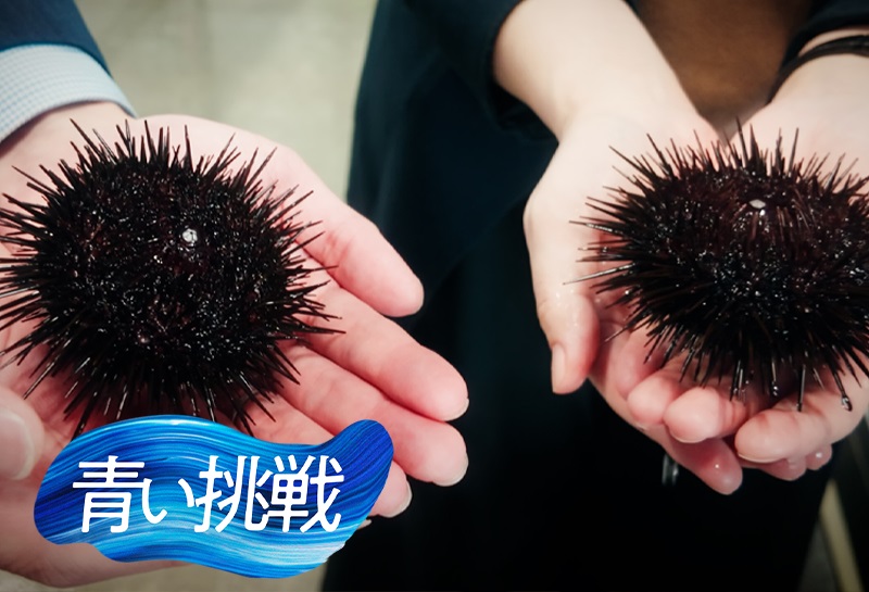 磯焼けの海から、世界の食卓へ─。〈みずほ〉と北三陸が挑む「ウニの再生」
