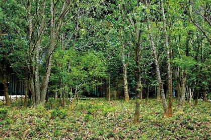 「大手町タワー」の大手町の森