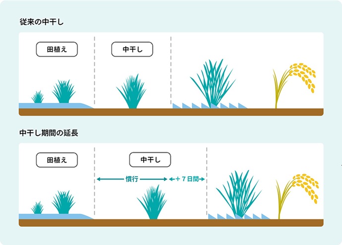 イメージ画像1:水田の中干し期間延長の図