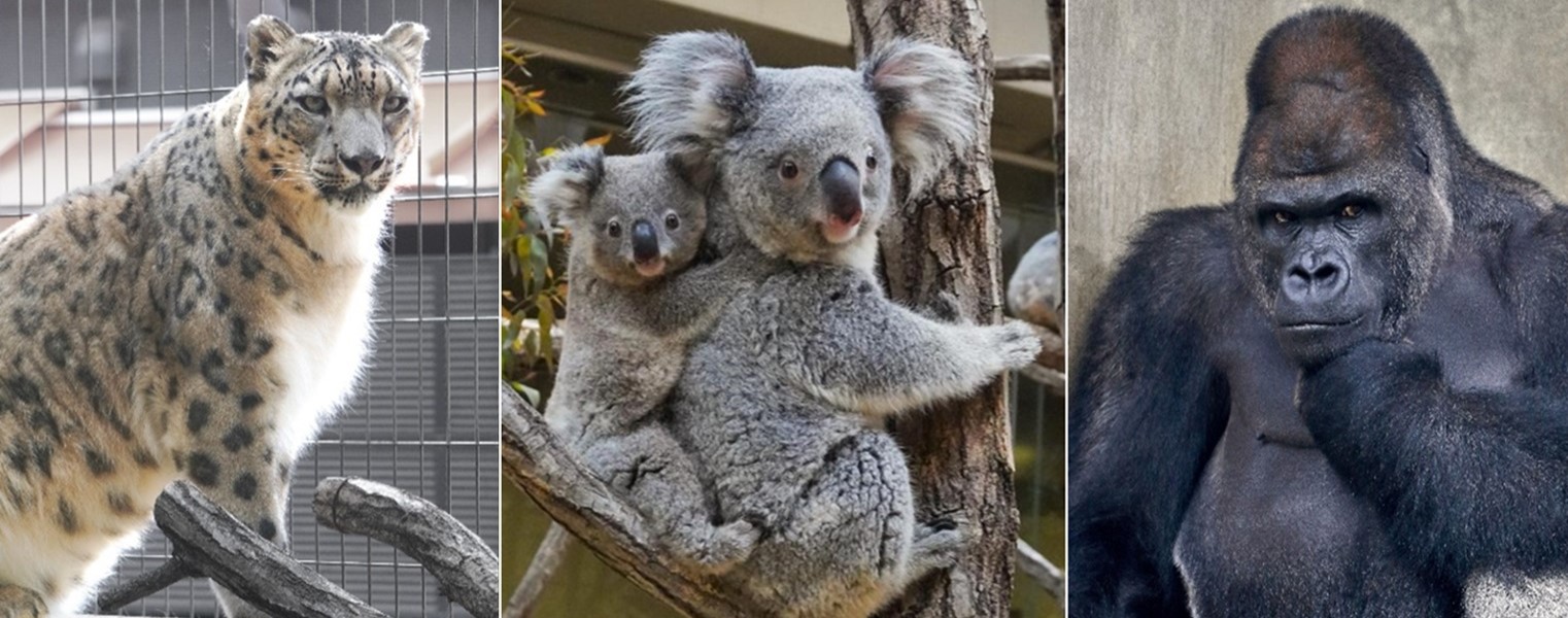 イメージ画像4：東山動植物園